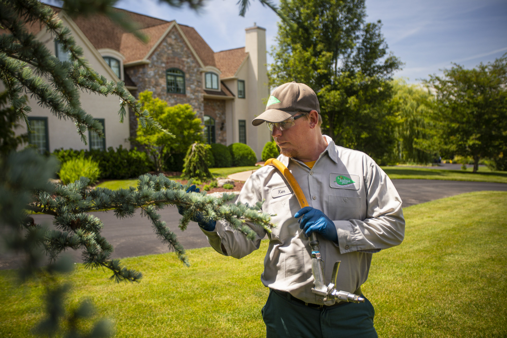 Understanding Fungus Treatments for Trees & Shrubs Do They Really Work?